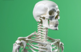 Skeletal System Guide