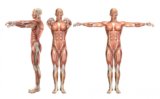 The Muscular Body System